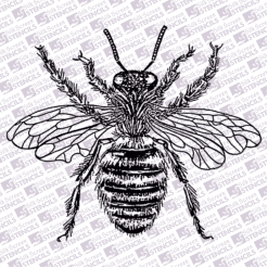 Bee Detail