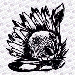 Protea 3