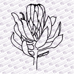 Protea outline 2