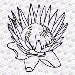 Protea outline 3