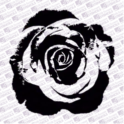 Rose 3