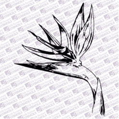 Strelitzia 1