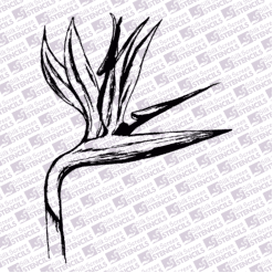 Strelitzia 2
