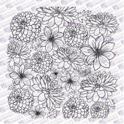 sq Dahlias