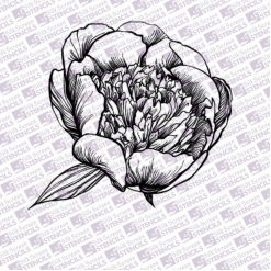Poppy