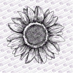 Sunflower 2
