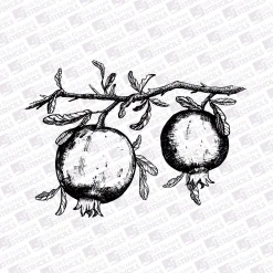 2 Pomegranate branch