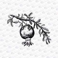 1 Pomegranate branch